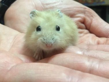 かわいいハムスターやってきました ペットショップふじやのブログ