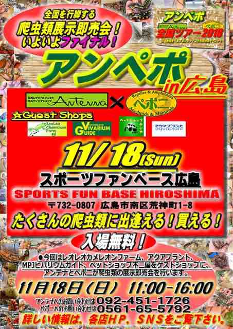 ニホンイシガメ入りました 福岡型 とアンペポ広島 ペットショップふじやのブログ