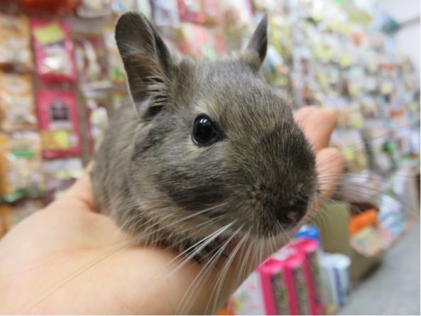 デグー入ってます ペットショップふじやのブログ