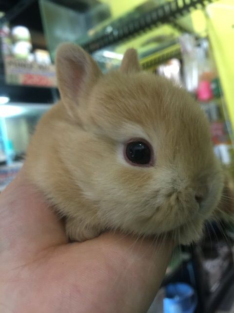 かわいいウサギやってきました ペットショップふじやのブログ