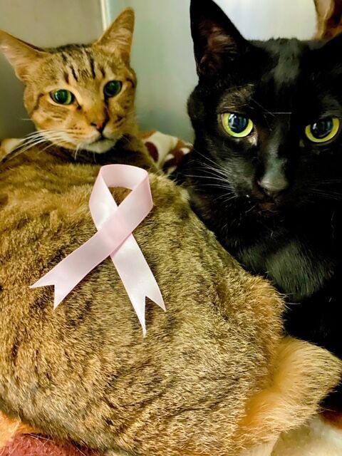 乳がんで苦しむ猫をゼロにする。 : 藤井寺動物病院／病院日誌