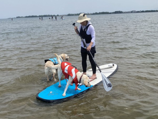 ロッテンとオリオンの夏の思い出21 藤井寺動物病院 病院日誌