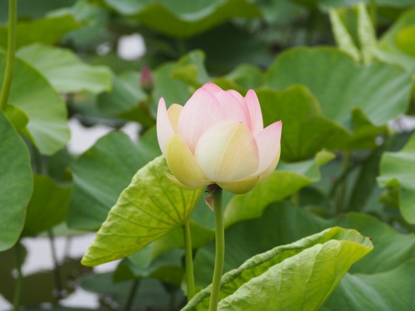 2026 諫早の6月花スポットめぐり～アジサイと蓮の花～（諫早市