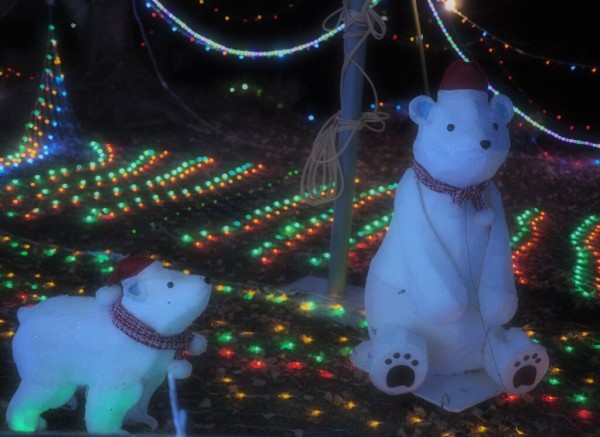 ハートウォーミングな光に包まれた「小江公園のクリスマス