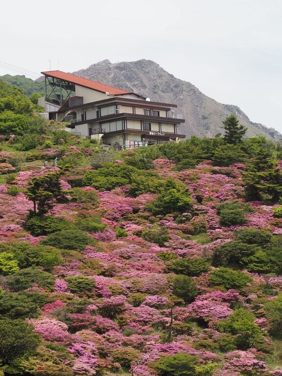 2023 ミヤマキリシマ見頃になりました！「雲仙・仁田峠」（雲仙市