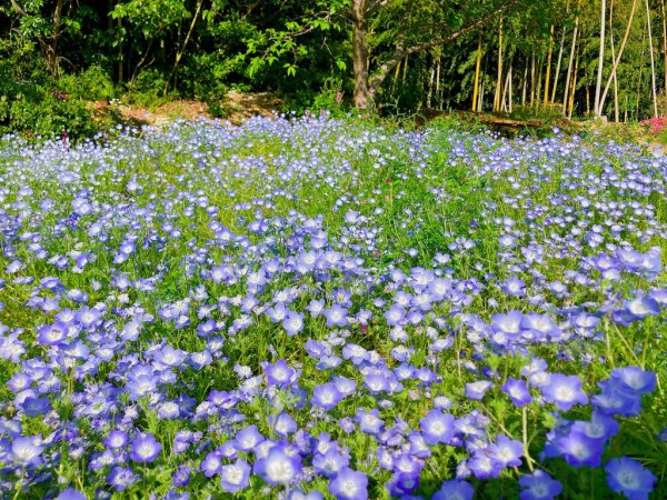 花畑 やっと見つけた！色とりどりの秘境の花園！！（雲仙市吾妻町） : 長崎