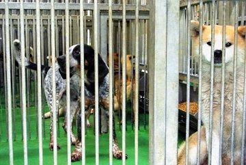 高齢者に犬を飼わせたい業界の思惑 規制強化で大量遺棄 Npo法人 福井犬 猫を救う会