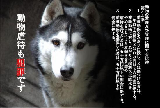 北九州市内でダックスフントを遺棄 Npo法人 福井犬 猫を救う会