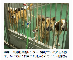 動物センター 犬猫殺処分室なし 神奈川県が新設へ 毎日新聞 Npo法人 福井犬 猫を救う会