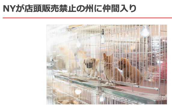ニューヨークで犬猫うさぎの店頭販売を禁止する法案が可決 シェア Npo法人 福井犬 猫を救う会