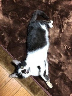 ハグ ちゃんのおうち 保護猫たちの幸せのために Npo法人 福井犬