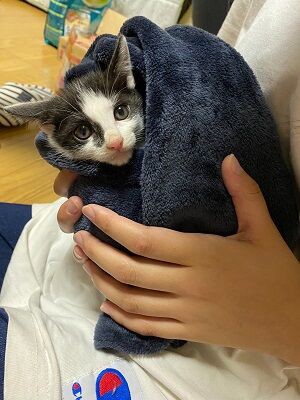 飼い主さんを募集している猫たち 9月中旬 Npo法人 福井犬 猫を救う会