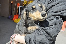 ゴミステーションに捨て犬 苫小牧保健所で保護 Npo法人 福井犬 猫を救う会