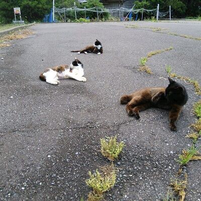 過酷な環境で生きてきた子に愛の手が 仮名 ひろし君 Npo法人 福井犬 猫を救う会