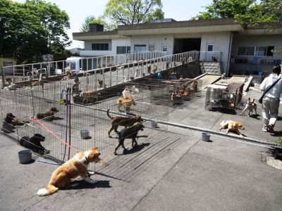 緊急 熊本市動物愛護センターからのお願い Npo法人 福井犬 猫を救う会