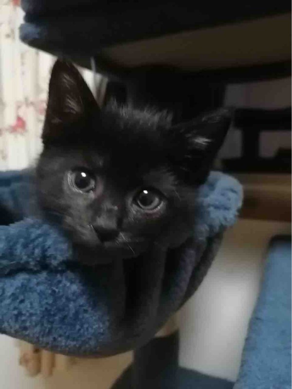 ▽飼い主さんを募集している猫たち(11月上旬) : NPO法人 福井犬・猫