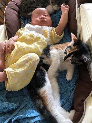 代わる代わる赤ちゃんと添い寝 うた うめ うみ 坂井町aさま 飼い主さんからのおたより ご紹介ページ 代わる代わる赤ちゃんと添い寝 うた うめ うみ 坂井町aさま 飼い主さんからのおたより ご紹介ページ
