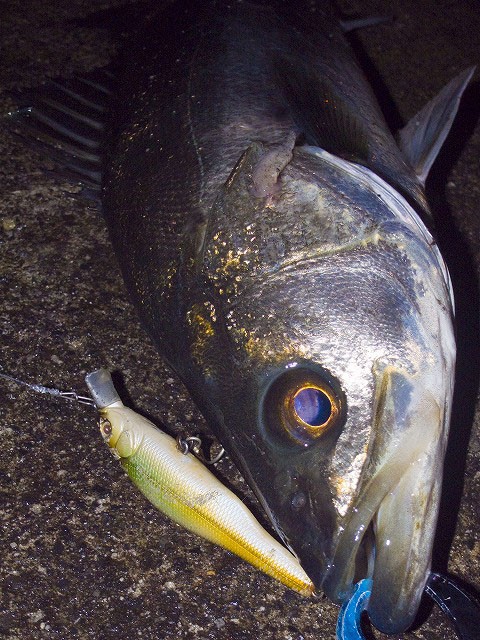 ヒル付きシーバス 釣れ釣れ日記