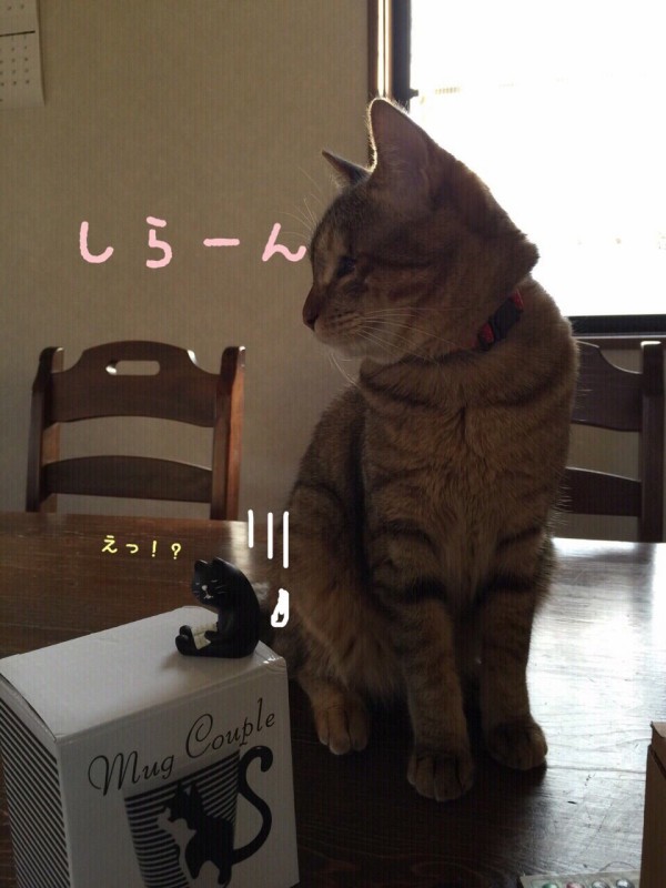 性格の不一致 2 猫 豆大福とかぎしっぽのblog