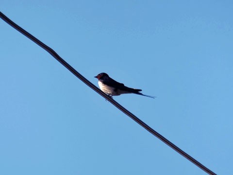 ちこまーとのひな ふらふら関西