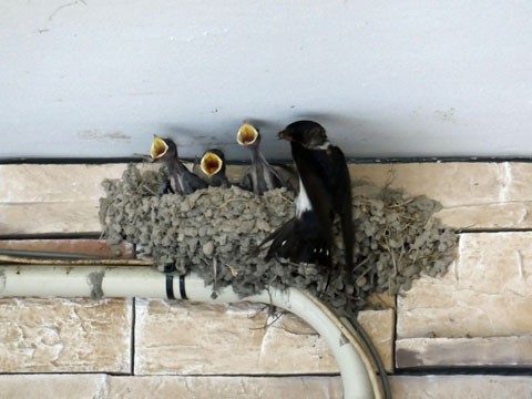 ちこまーとのひな ふらふら関西