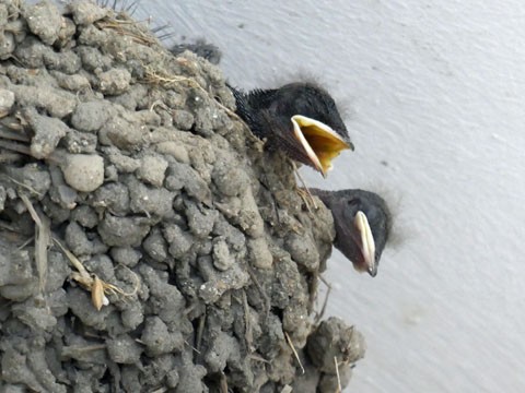 ちこまーとのひな ふらふら関西