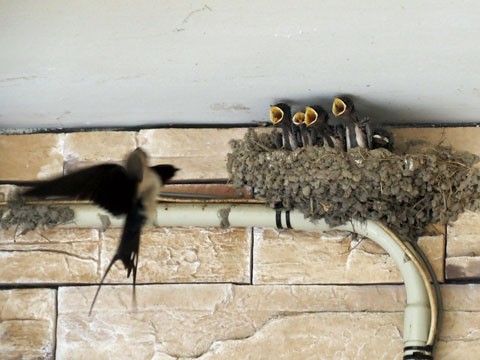 ちこまーとのひな ふらふら関西