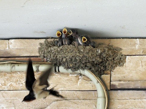 ちこまーとのひな ふらふら関西