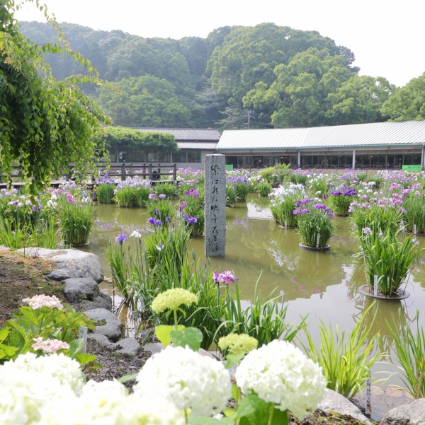 太宰府天満宮の花菖蒲と紫陽花17レポート 約55種3万本の花菖蒲と約5000株の紫陽花 夜間照明は6 1 木 18 日 フクオカーノ 福岡の情報サイト