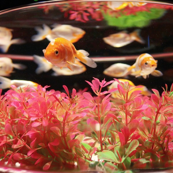 Jr博多シティ アートアクアリウム展18 の累計入場者数が10万人を突破 博多 金魚の祭とナイトアクアリウム開催中 フクオカーノ 福岡の情報サイト