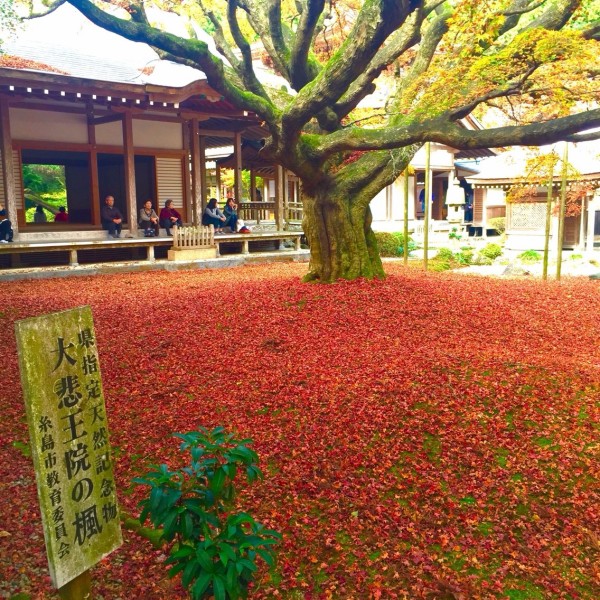 糸島市 雷山千如寺 大悲王院 15年の紅葉 暖冬で気温が下がった日が少なく 例年にくらべて 紅葉の赤さが控えめでした フクオカーノ