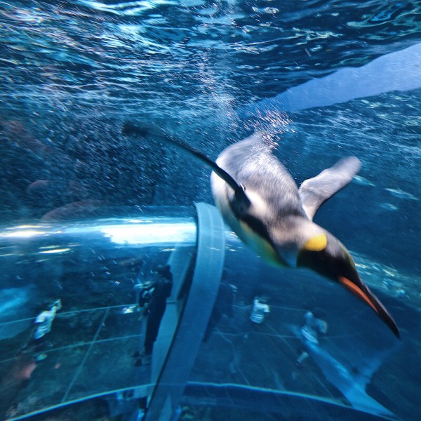 下関市立しものせき水族館「海響館」で海中トンネルやアクアシアターなど21のゾーンの水の世界を体験。 : フクオカーノ！- 福岡のPRメディア