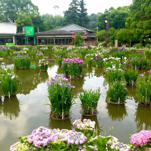 太宰府天満宮の花菖蒲と紫陽花16レポート 約55種3万本の花菖蒲と約5000株の紫陽花 土日は花菖蒲コンサート フクオカーノ 福岡の情報サイト