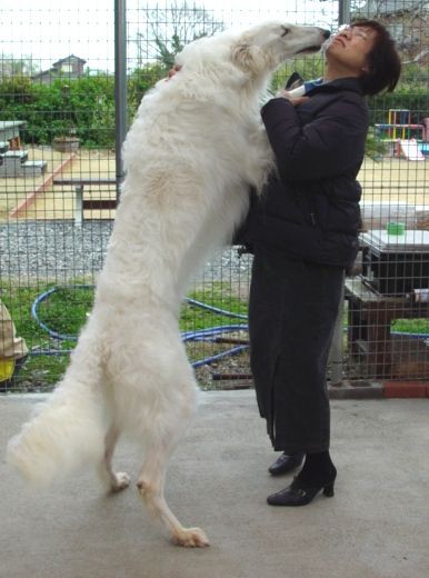 朝倉市大庭 飼育中の大型犬ボルゾイが逃走し 現在も行方不明に 福岡県ニュース速報