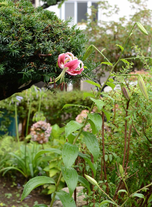 ユリの女王カサブランカ散る 新しいユリの花咲き始めた 福suke笑顔のblog