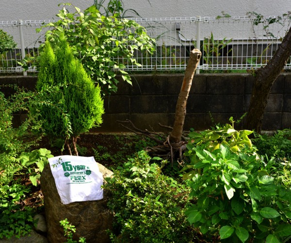 鉢植えアジサイ地植えする 鎌倉白アジサイ 福suke笑顔のblog