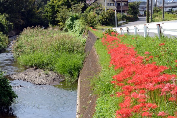 彼岸花 伊勢原日向薬師 紅色に染まった日向の里山散策 福suke笑顔のblog