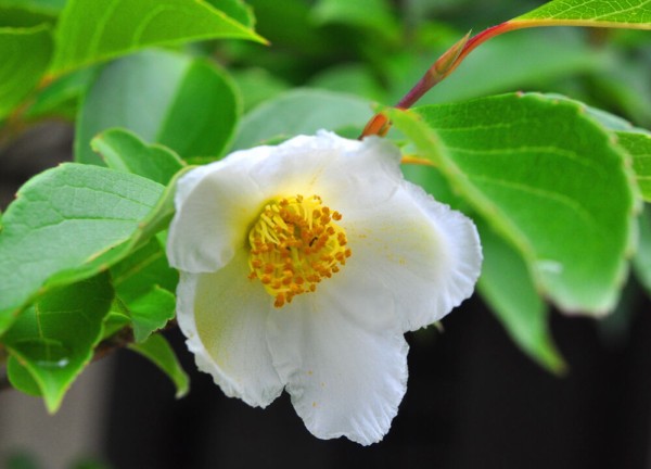 沙羅双樹の花散り始め ❤ 聖者必衰の理をあらわす : 福suke笑顔