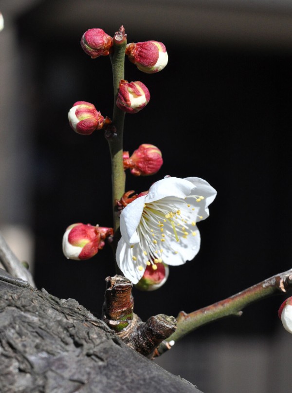梅の花咲く2月 近隣散策 福suke笑顔のblog
