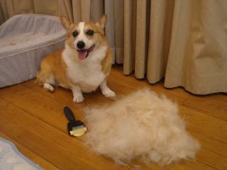 コーギーとかいうクソ短足デブ犬 ふるおーぷん