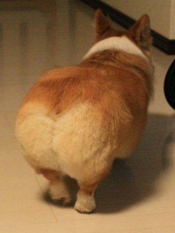 コーギーとかいうクソ短足デブ犬 ふるおーぷん