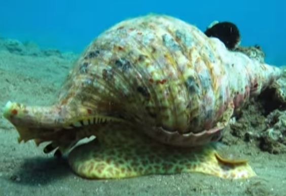 レア貝 世界最大 法螺貝 アラフラオオニシ貝 貝殻長約62センチ殻径約90 ...