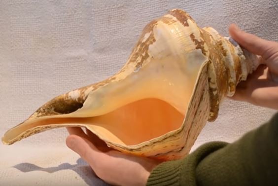 アラフラオオニシ貝標本約46cm特大　世界最大の巻貝　貝殻オブジェに 世界最大の巻き貝って見たことある？ : Nicheee! [ニッチー