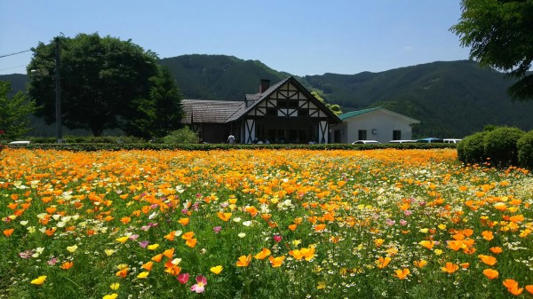 栃木県 鹿沼市 花農場あわの とても綺麗な お花畑の農場です 大食いグルメなランチ