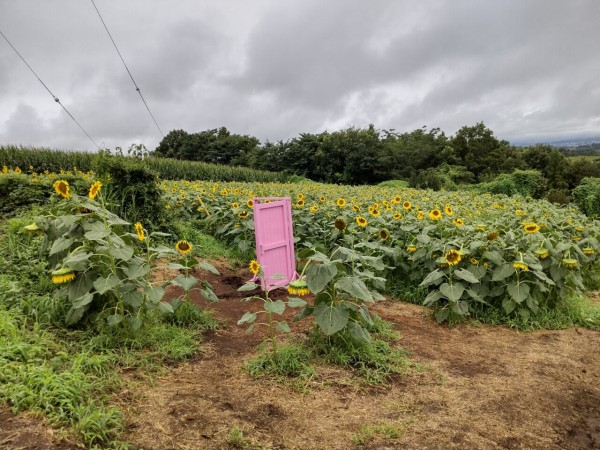 群馬県 高崎市 鼻高展望花の丘 ひまわり畑に有るどこでもドア 大食いグルメなランチ