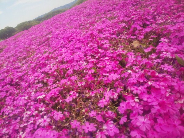 栃木県 芳賀郡市貝町 市貝町芝ざくら公園 万株の芝桜が咲き誇る公園 大食いグルメなランチ Powered By ライブドアブログ
