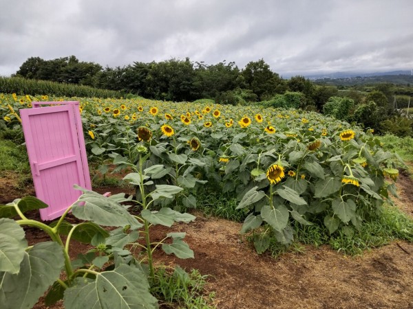 群馬県 高崎市 鼻高展望花の丘 ひまわり畑に有るどこでもドア 大食いグルメなランチ