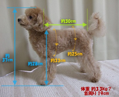 身体測定 育犬1003日目 トイプードル ココアの育犬日記