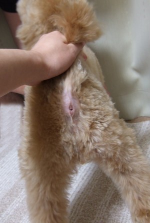 初 肛門腺絞れたどー 育犬285日目 トイプードル ココアの育犬日記