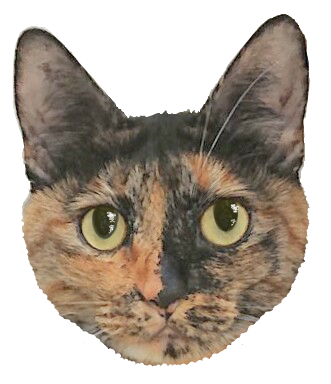 丸猫とシャー猫のアクセサリー あぁ猫よ